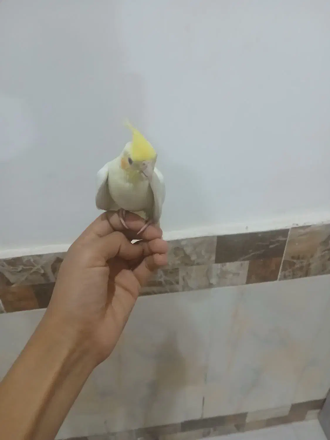 هرکس هلندی نر|پرنده|سرایان, |دیوار