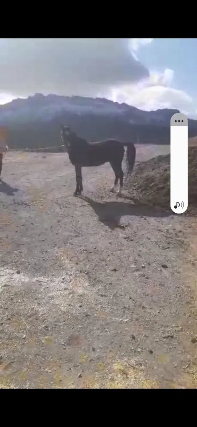 فروش یک راس نریان ،پر خون|اسب و تجهیزات اسبسواری|سامان, |دیوار