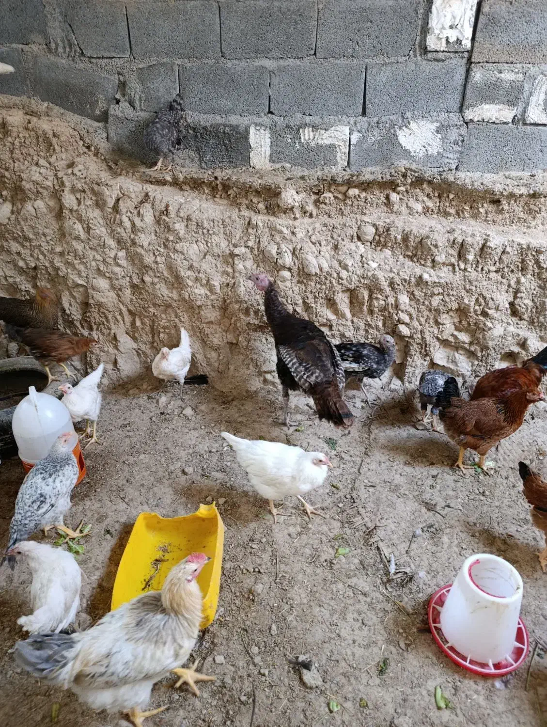 مرغ و خروس|حیوانات مزرعه|جم, |دیوار