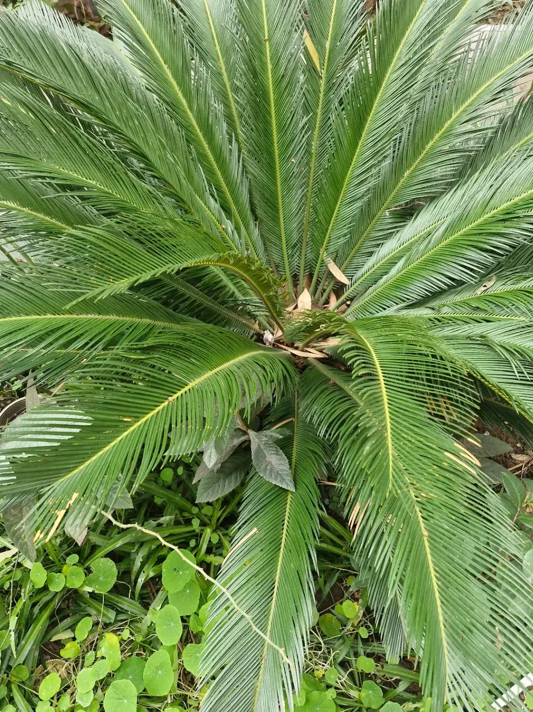 گل یک متری سیکاس|گل و گیاه طبیعی|رشت, حمیدیان|دیوار