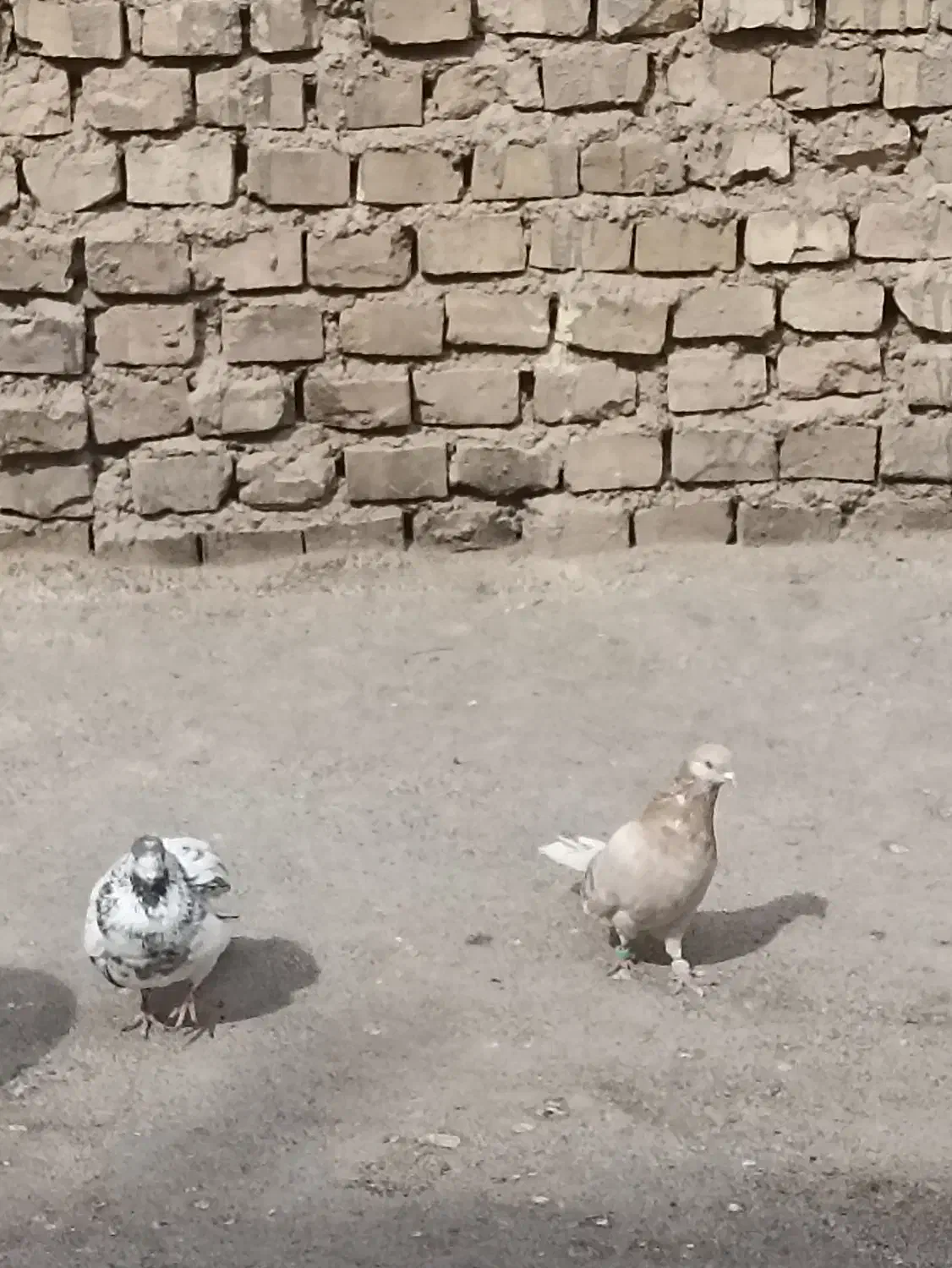 کفتر|پرنده|یزد, |دیوار