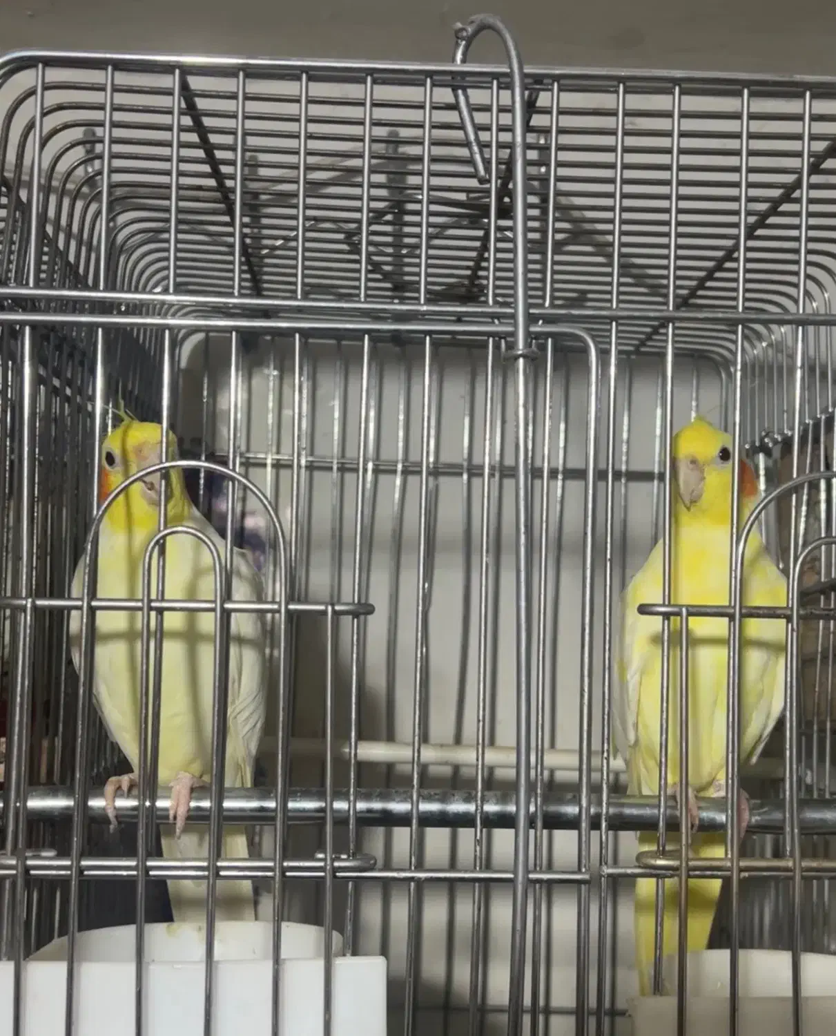 طوطی عروس مولد|پرنده|آمل, |دیوار