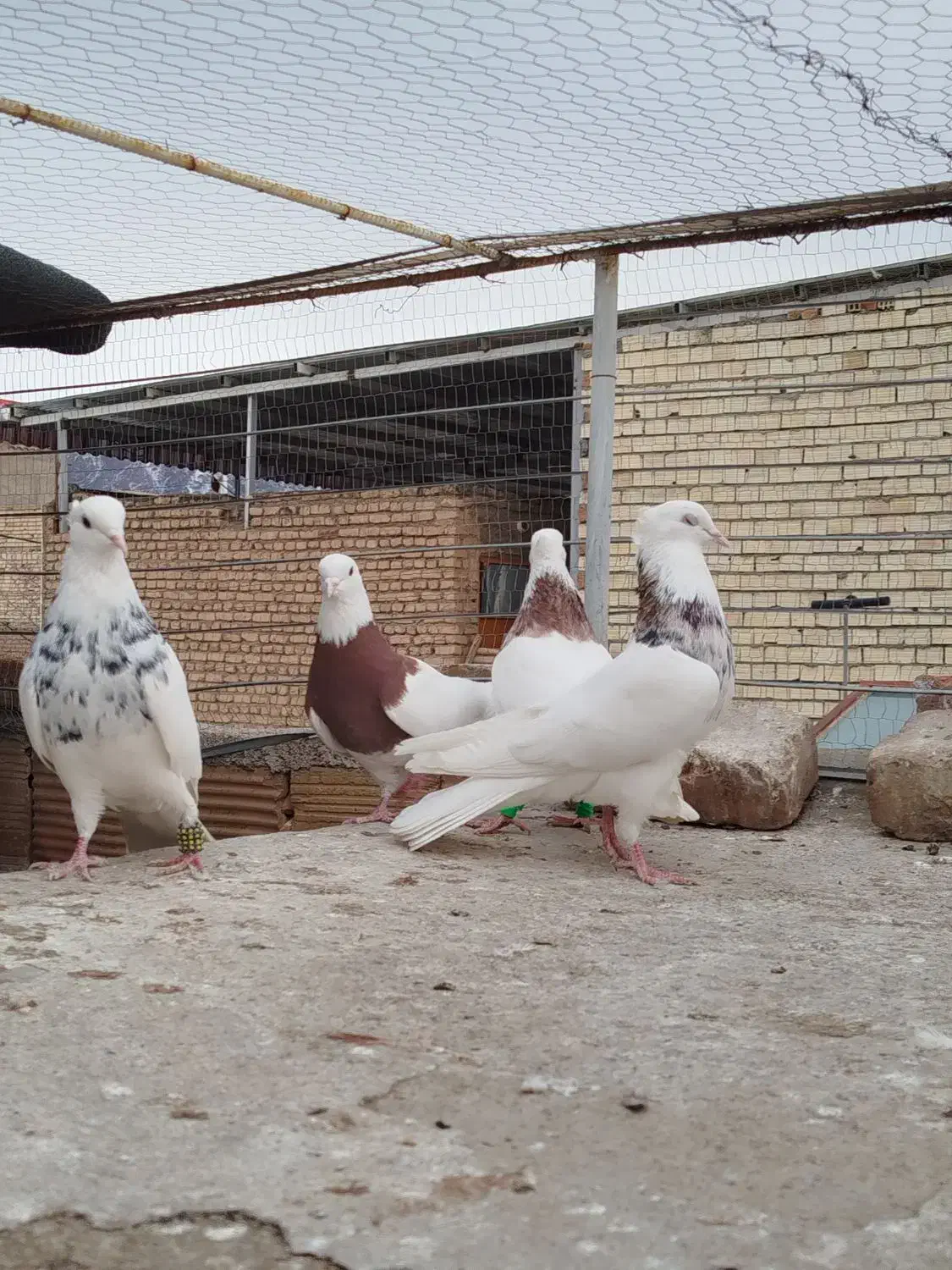 طوقی|پرنده|بیرجند, |دیوار