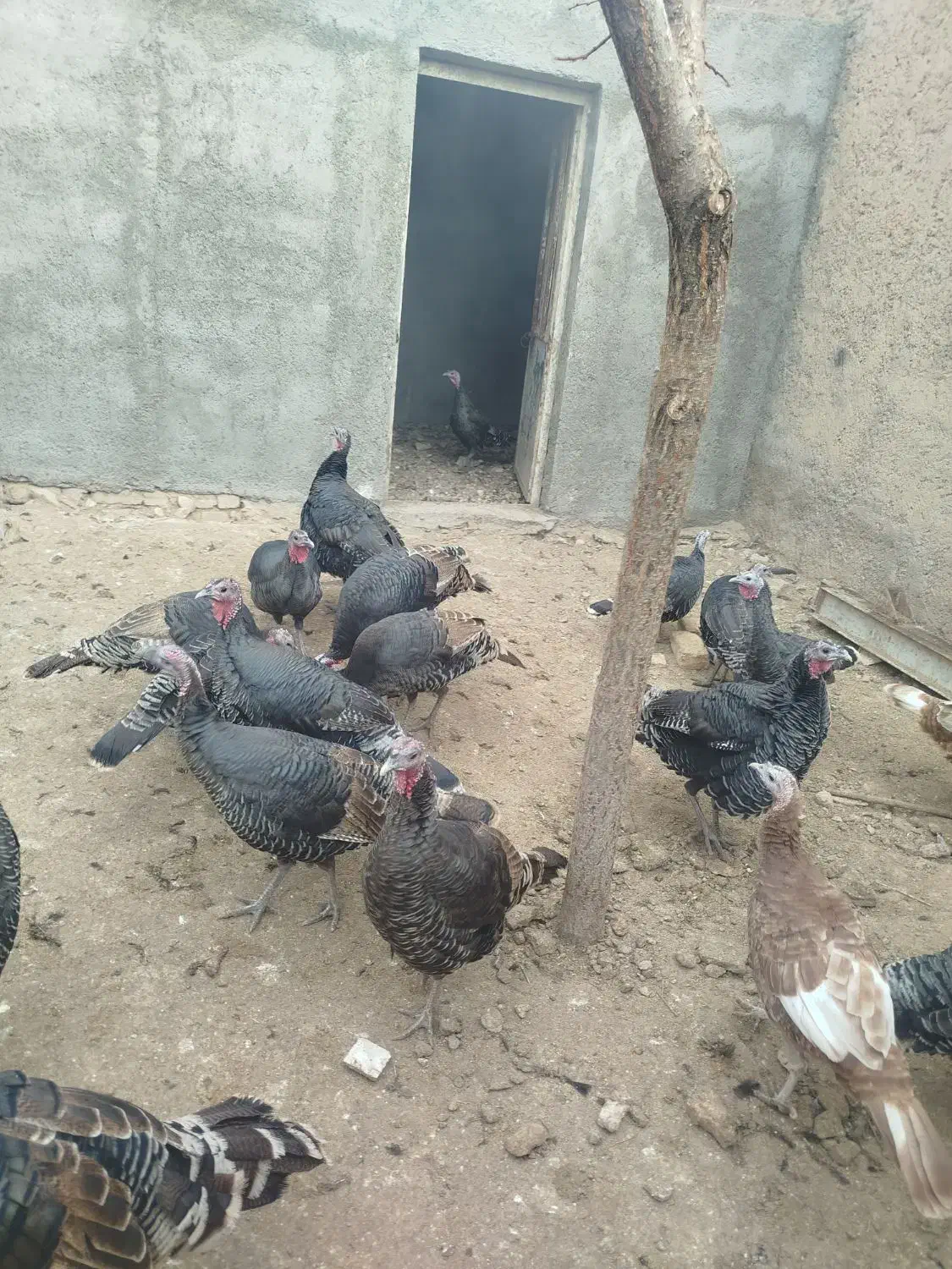 بوقلمون‌محلی‌ماده|حیوانات مزرعه|قیدار, |دیوار