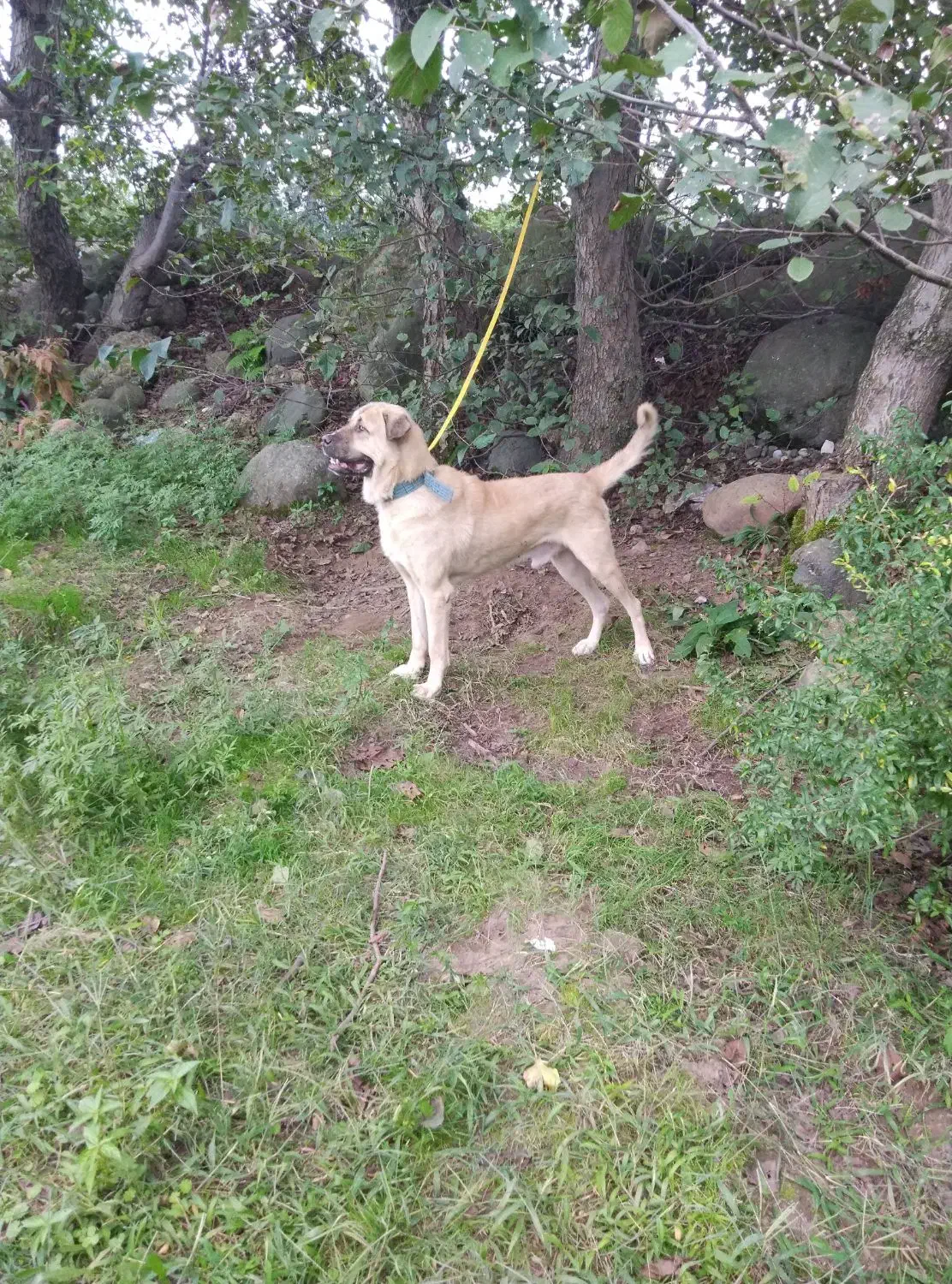 سگ پژدر|سگ|اردبیل, |دیوار