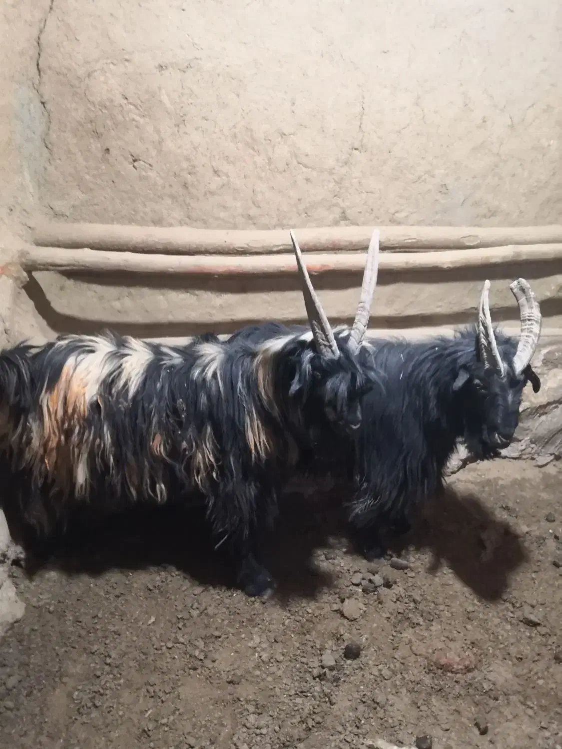 دوبر|حیوانات مزرعه|شهرکرد, |دیوار