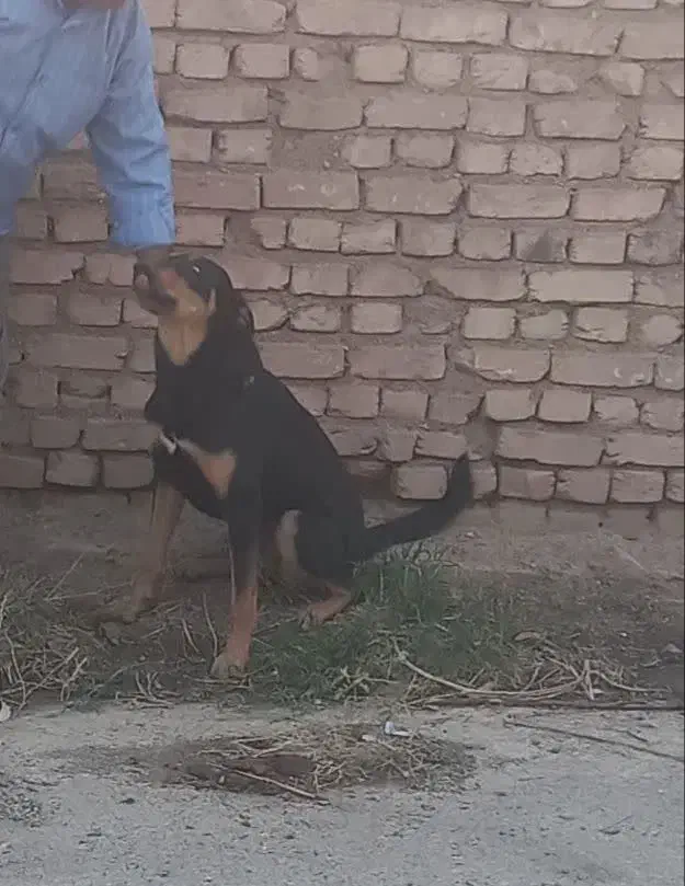 دوبرمن 2ونیم ساله|سگ|سرخه, |دیوار