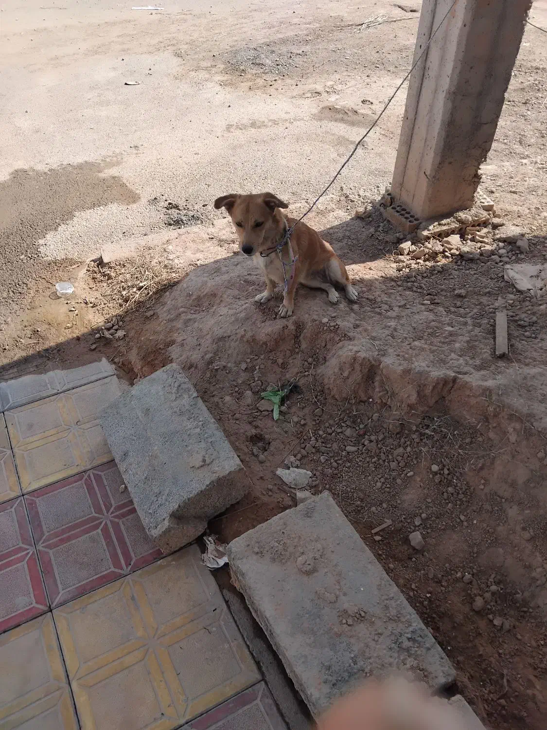 سگ پا کوتاه|سگ|شوشتر, |دیوار