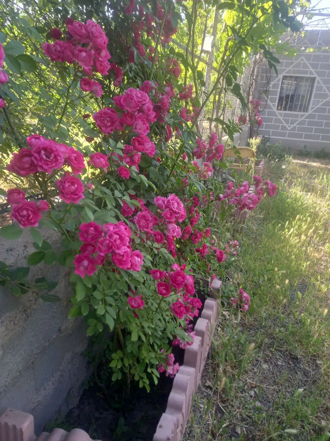 فروش باغ  ۱۵۴۰ متری وخانه باغ در عجبشیر|فروش خانه و ویلا|بناب, |دیوار