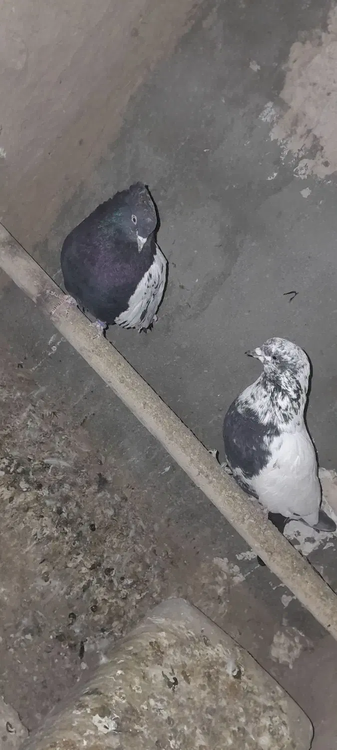 کفتر|پرنده|قائن, |دیوار