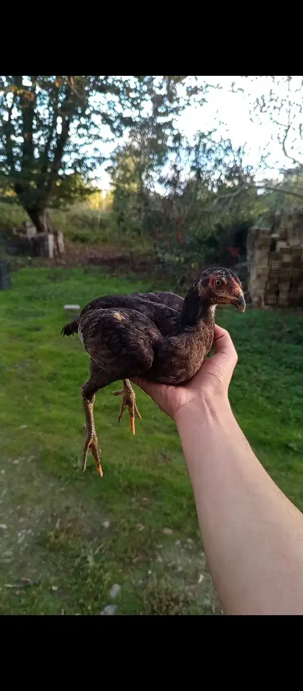 جوجه لاری|حیوانات مزرعه|صومعهسرا, |دیوار