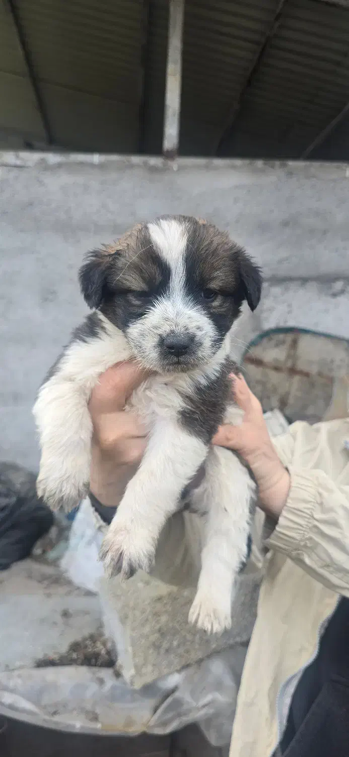 واگذاری توله سگ رایگان|سگ|لاهیجان, لیالستان|دیوار