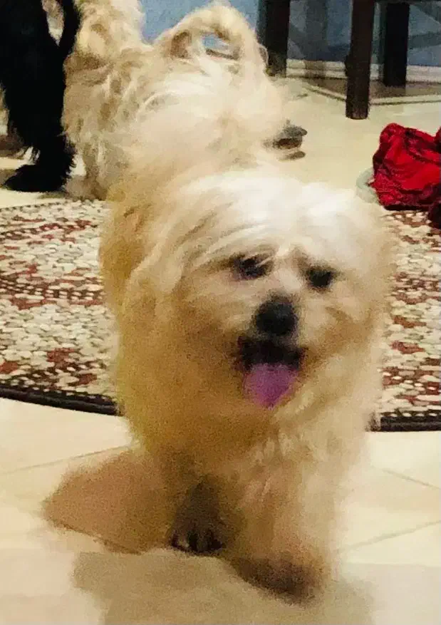 گمشده|حیوانات|ابهر, |دیوار