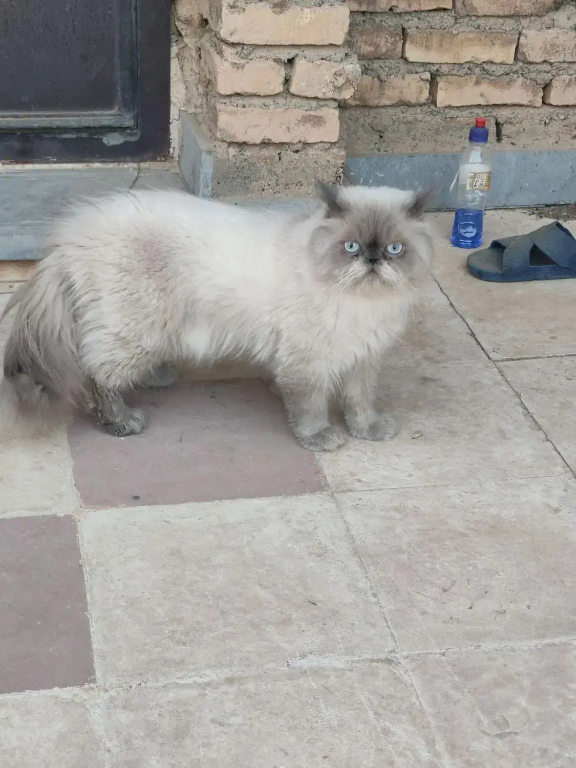 جفت گربه مولد|گربه|کرمانشاه, |دیوار