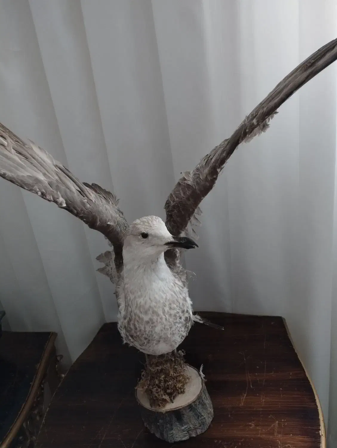 مرغ دریایی|مجسمه، تندیس، ماکت|ملایر, |دیوار