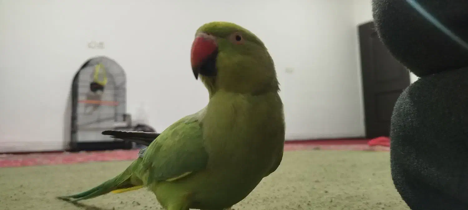 طوطی ملنگو عروس هلندی|پرنده|شهرضا, |دیوار