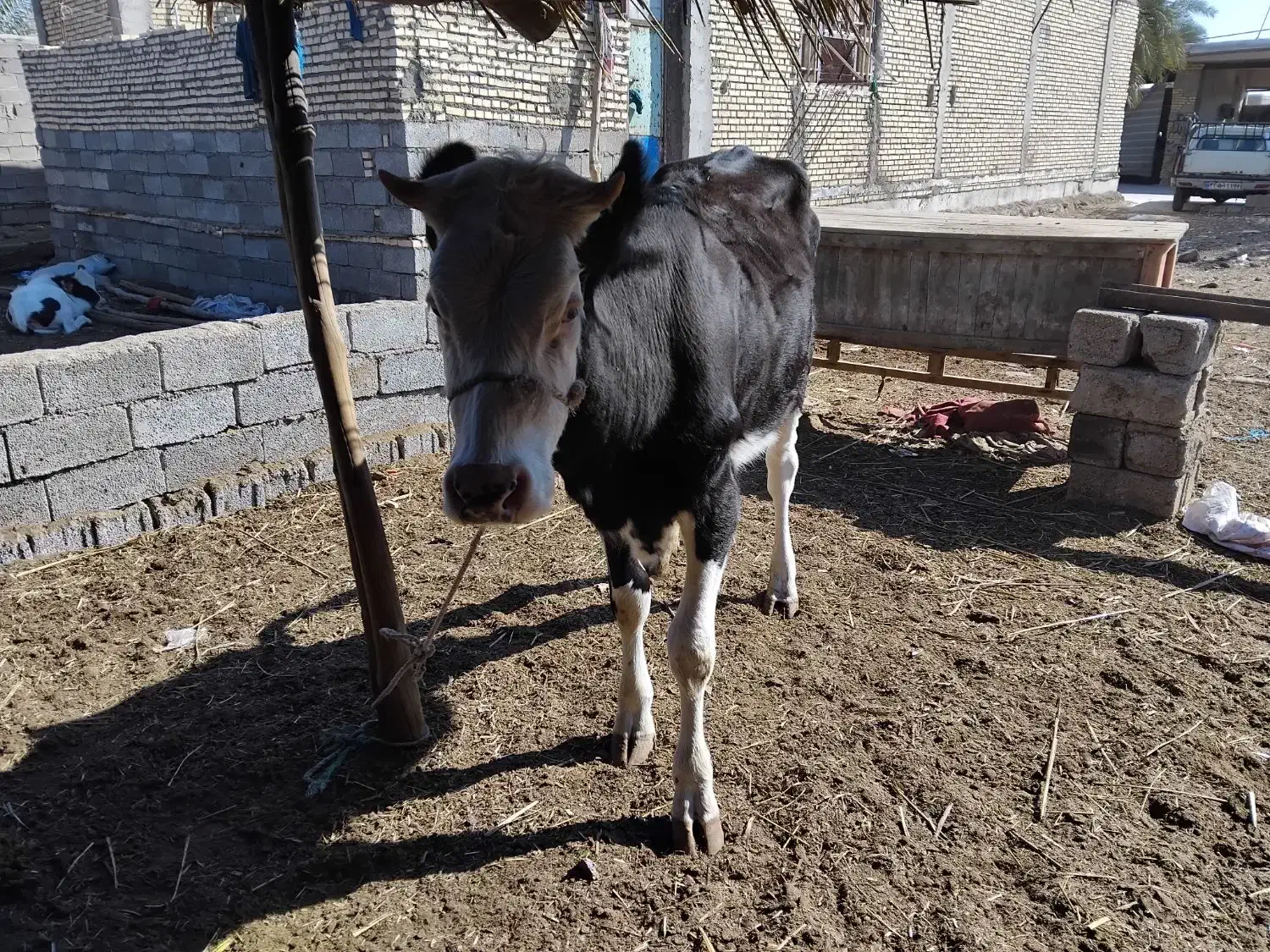 شادگان خنافر خروسی حدبه شمالی|حیوانات مزرعه|شادگان, |دیوار