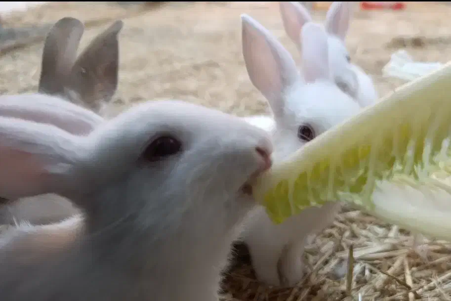 خرگوش|موش و خرگوش|سبزوار, پامنار|دیوار