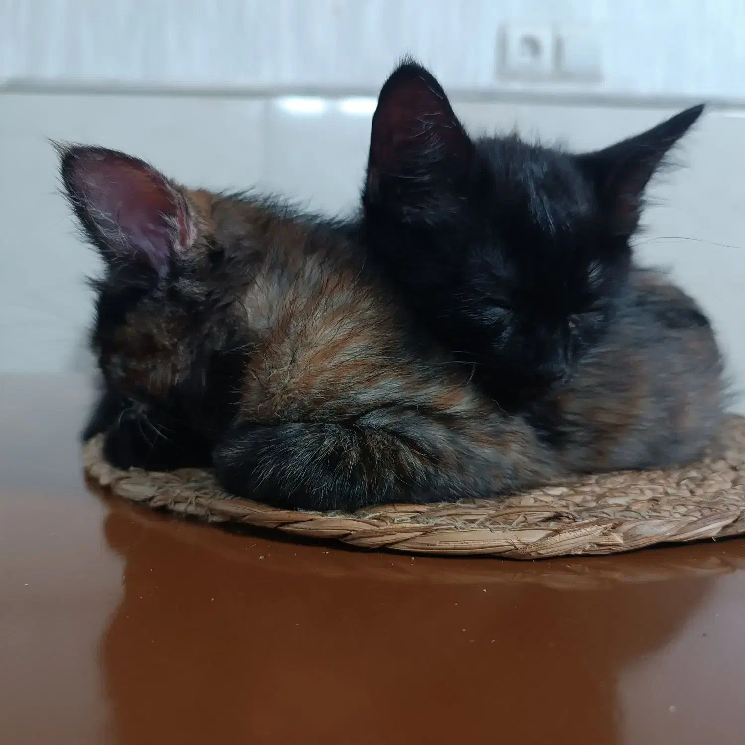 پیشی|گربه|نیشابور, بنیاد شهید|دیوار