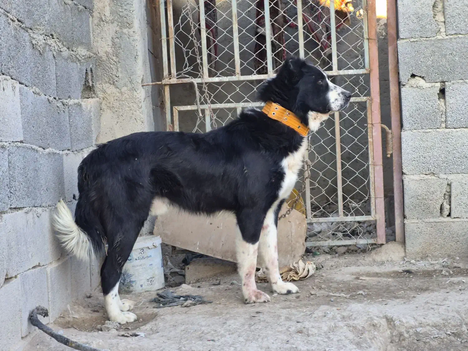 واگذاری سگ نر|سگ|اصفهان, ارداجی|دیوار