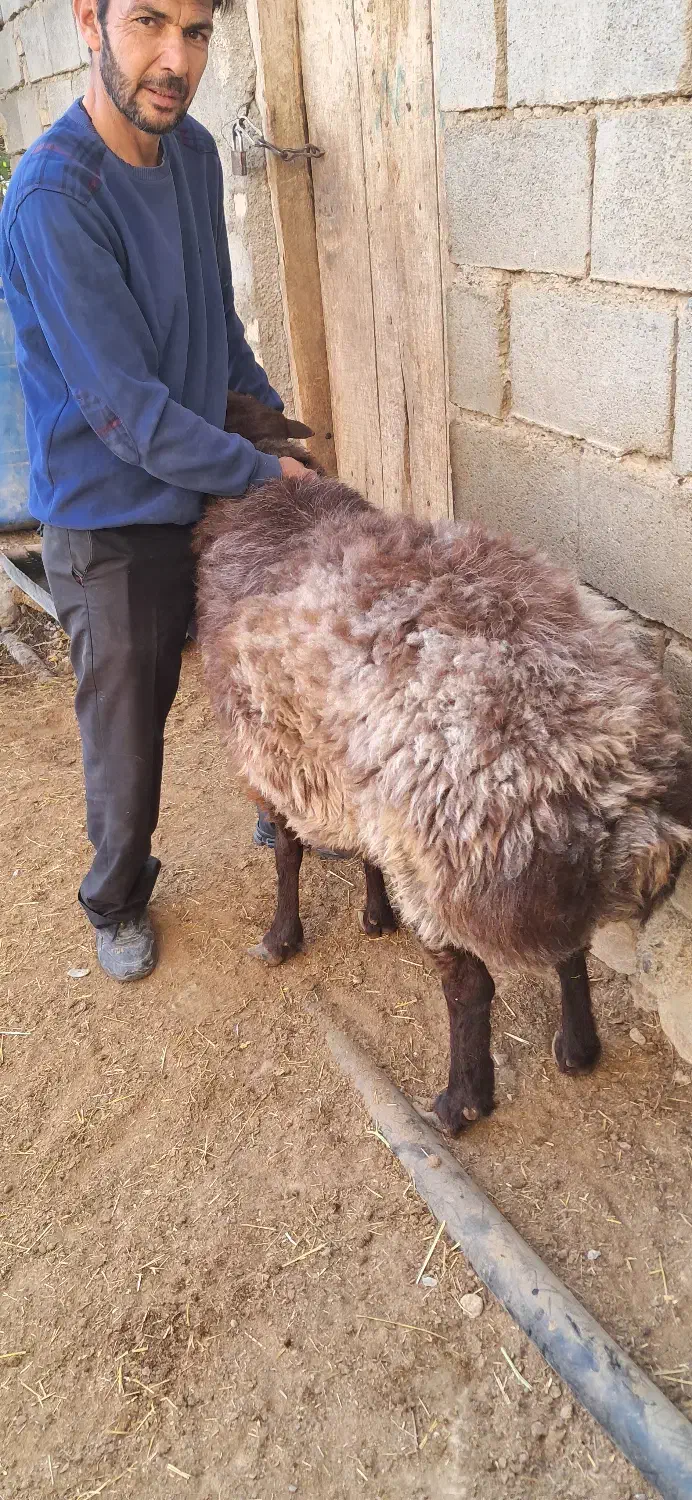 قوچ همو|حیوانات مزرعه|چاپشلو, |دیوار