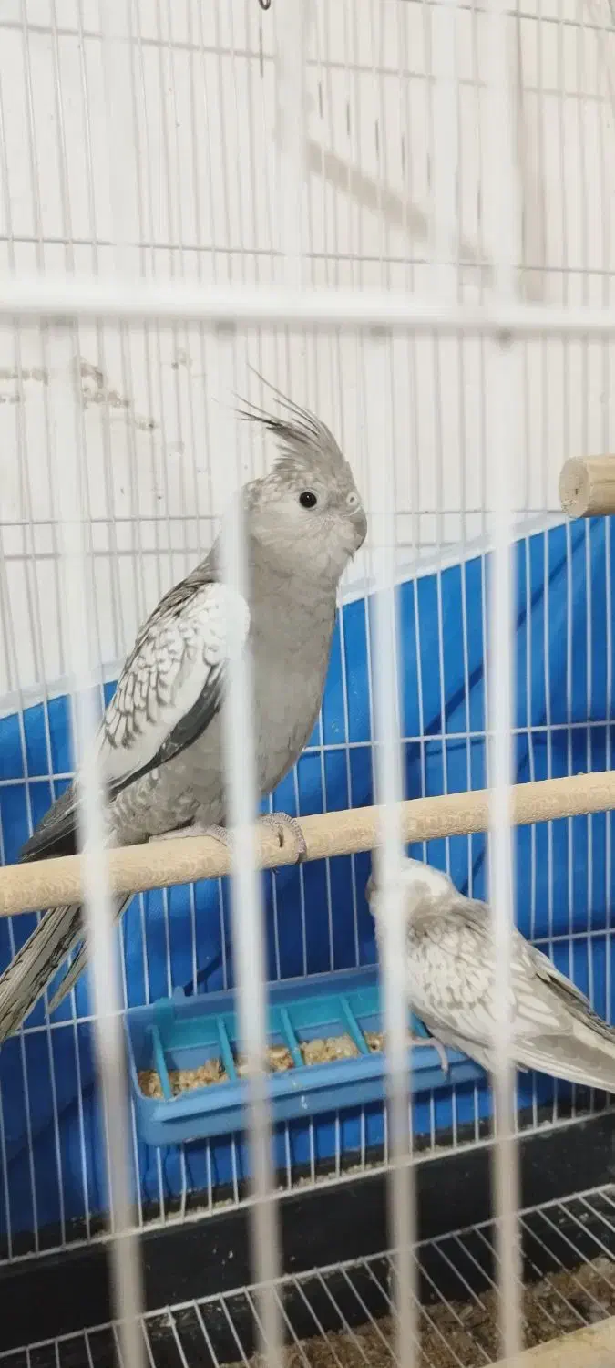 ۳تا عروس هلندی وایت فیس|پرنده|فولادشهر, مسکن مهر فولادشهر|دیوار