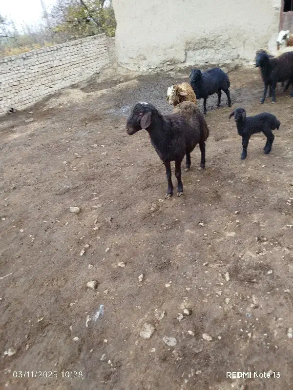 دو عدد بره قوچ افشاری اصل|حیوانات مزرعه|قوچان, |دیوار