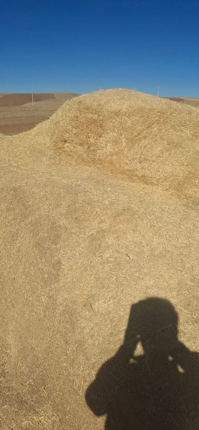 کاه .کاه گندم .در دیواندره|لوازم جانبی حیوانات|سارال, |دیوار