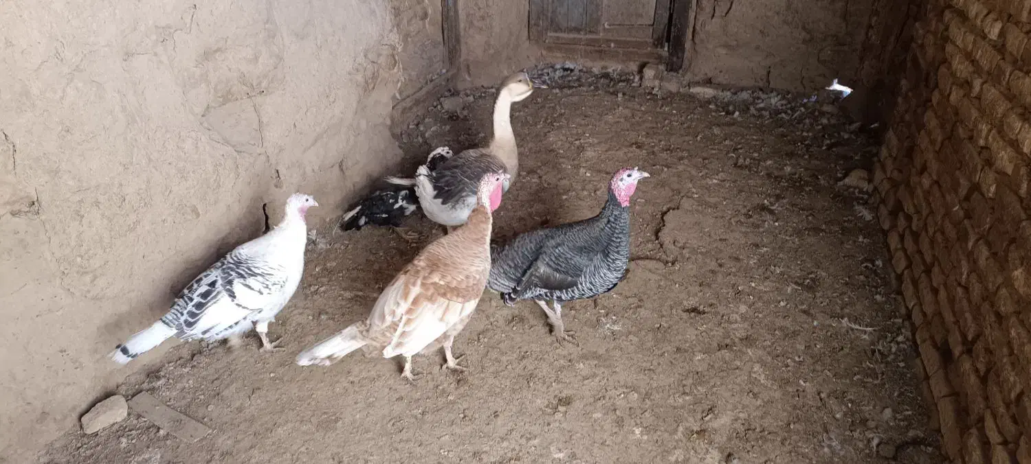 بوقلمون جوان|پرنده|جوین, |دیوار