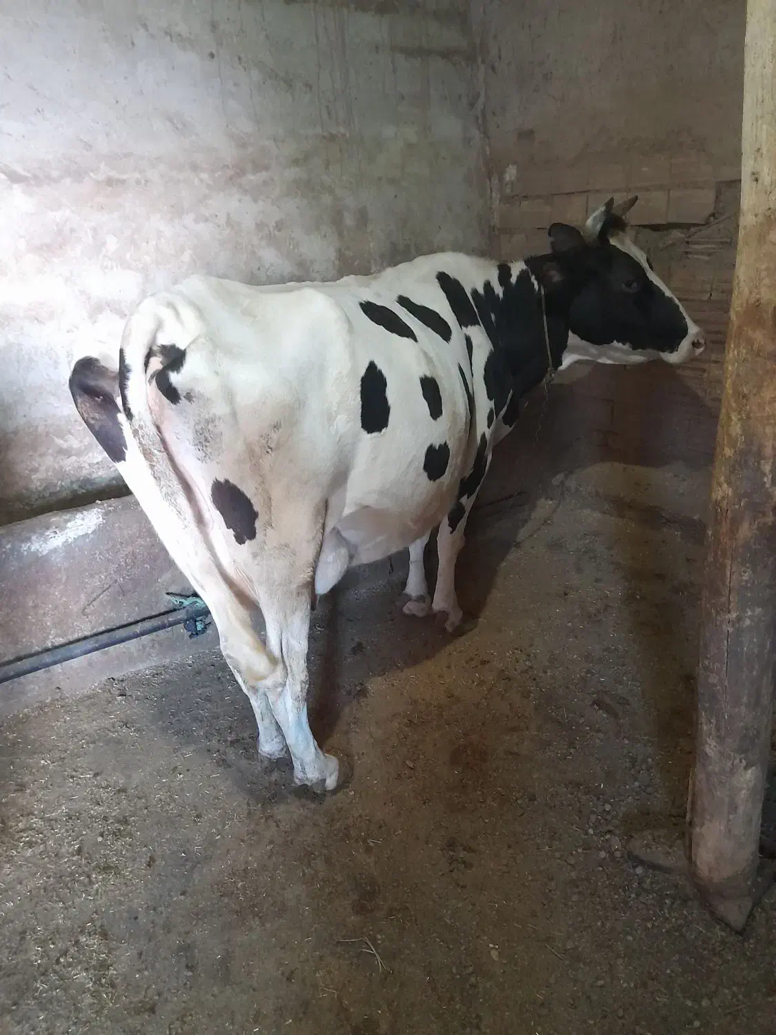 حیوان|حیوانات مزرعه|هریس, |دیوار