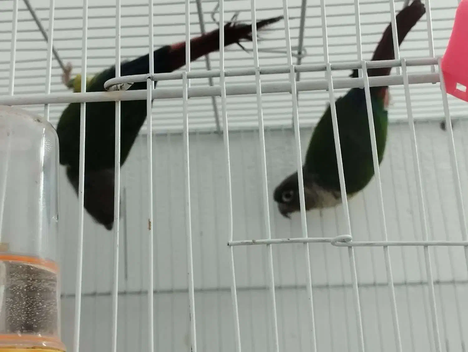 جفت گرینچیک مولد|پرنده|گلبهار, شهر جدید گلبهار|دیوار