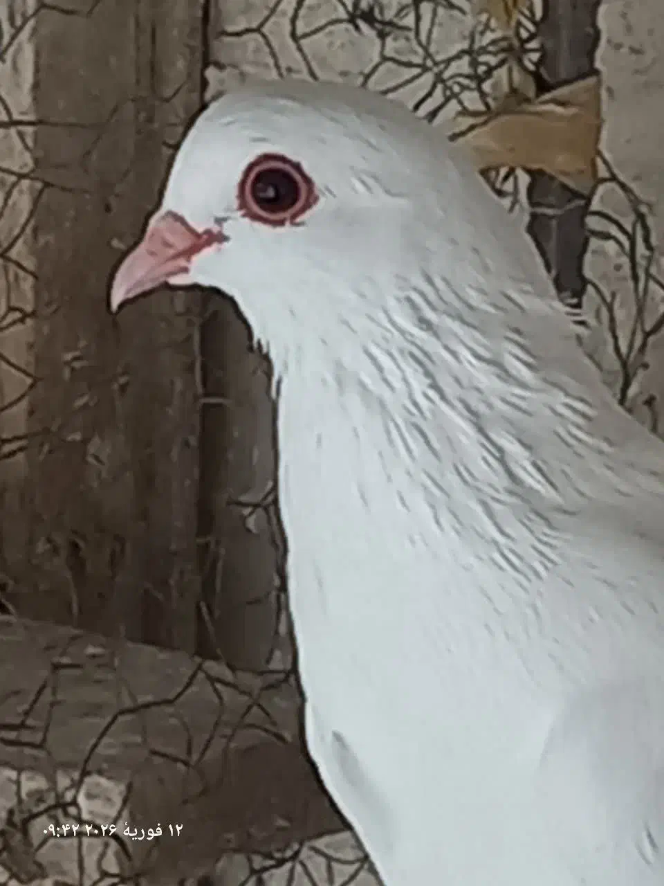 فروش کفتر|پرنده|تبریز, |دیوار