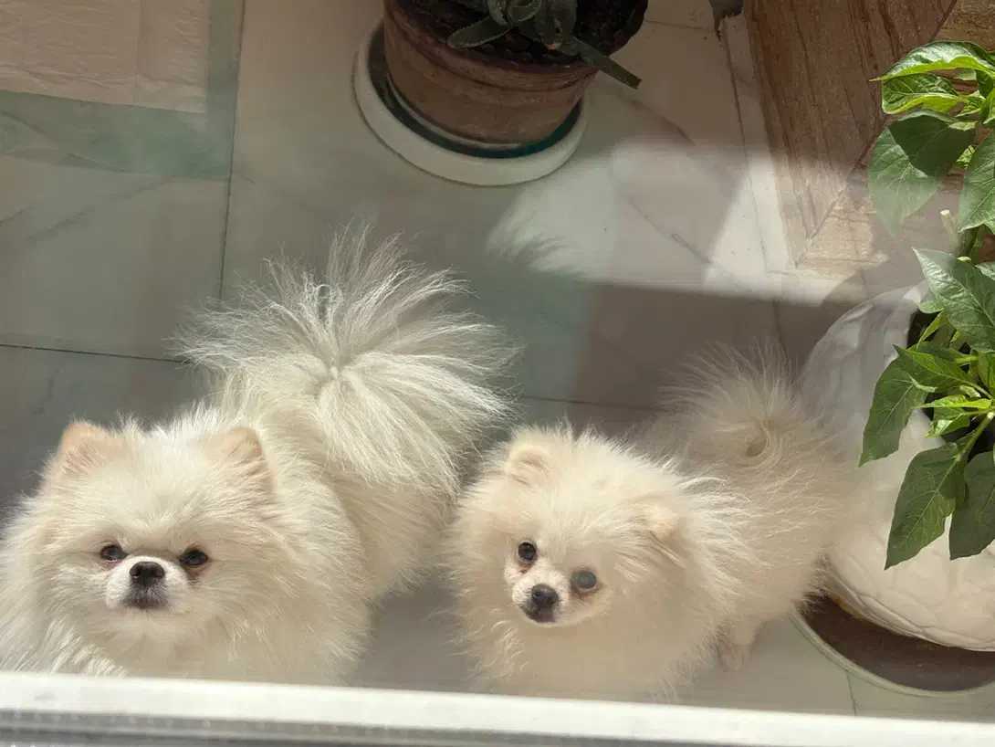 پدر و‌پسر یکی بخر دو تا ببر|سگ|فردیس, دهکده|دیوار