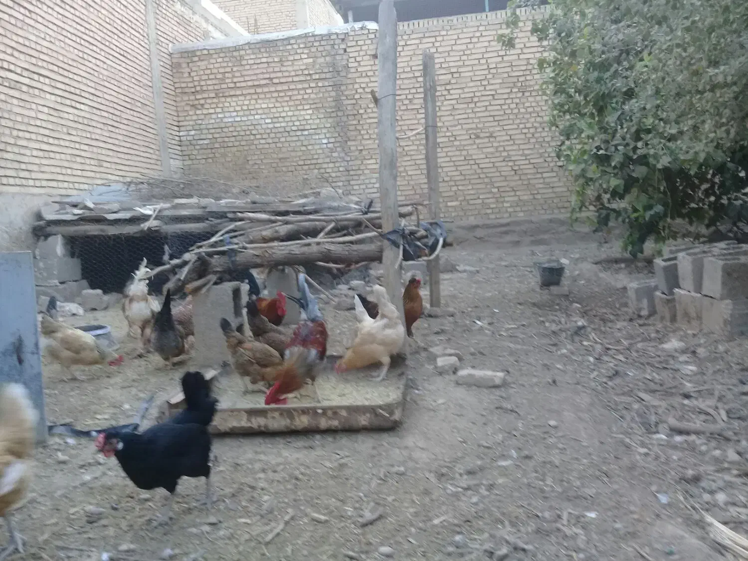 مرغ و خروس|حیوانات مزرعه|گتوند, |دیوار