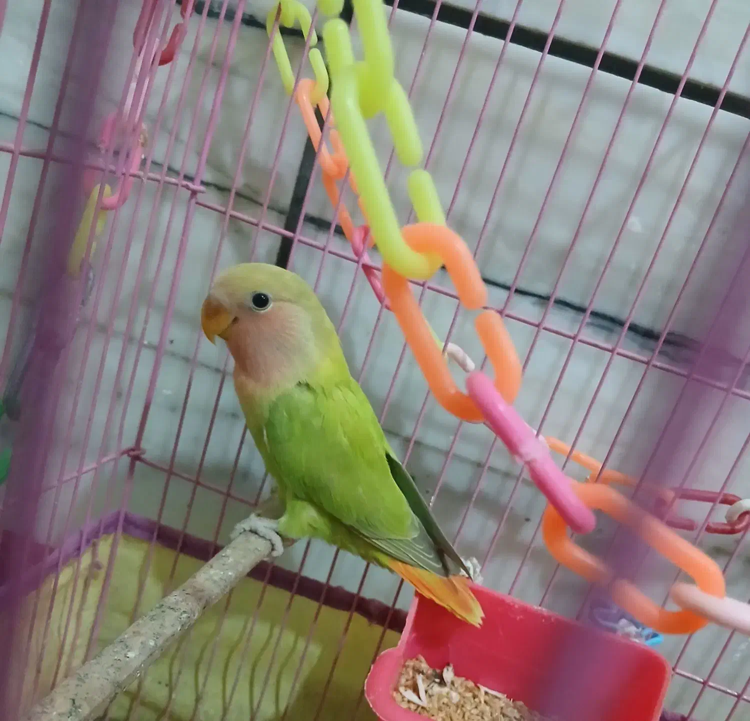 کوتوله|پرنده|قم, خاکفرج|دیوار