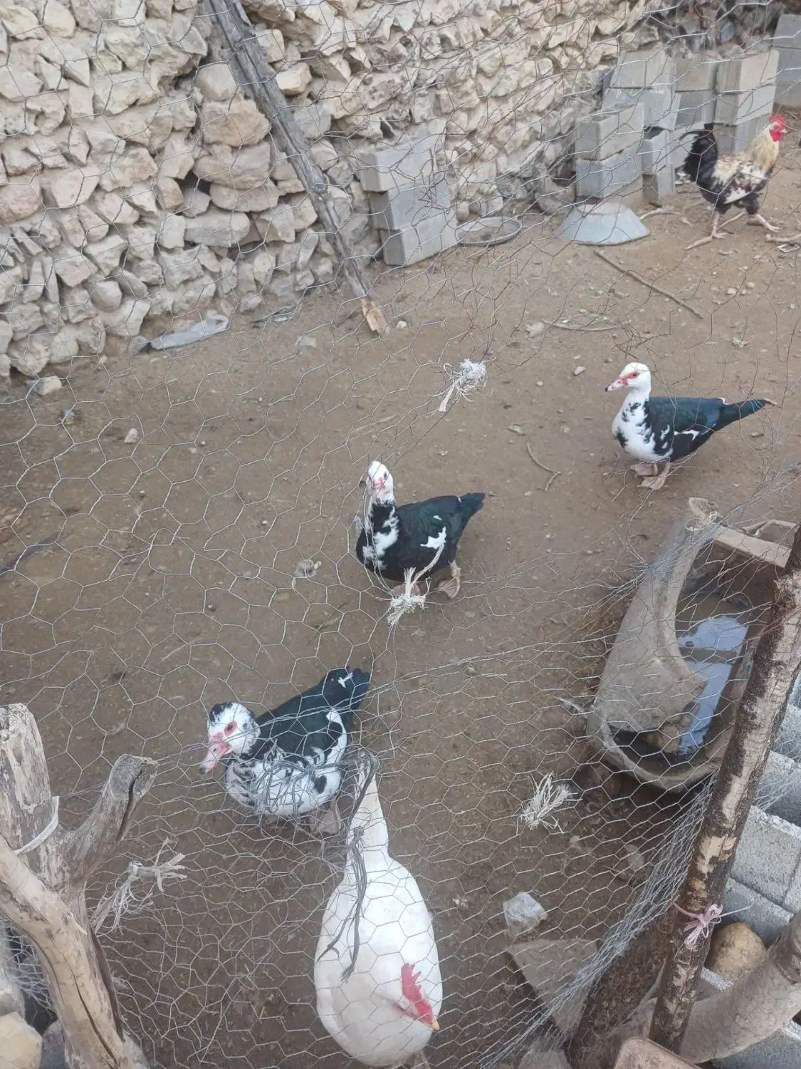 مصلا مینودشت|ماهی|مینودشت, |دیوار