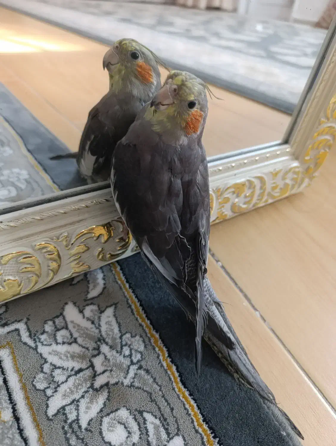 عروس هلندی دستی|پرنده|مشهد, هفده شهریور|دیوار