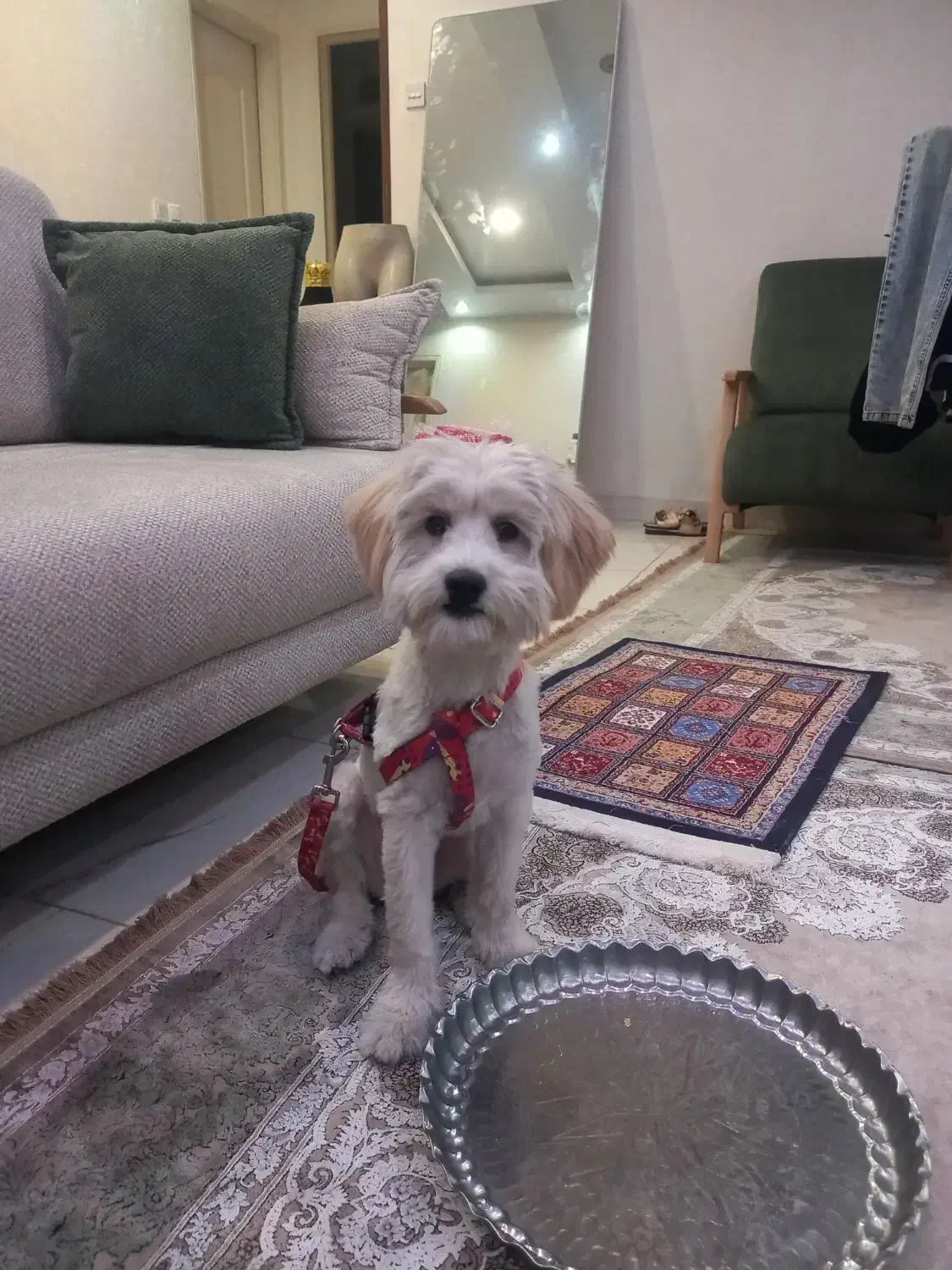 واگذاری سگ شتیزو|سگ|قدس, شهرک فرزان|دیوار