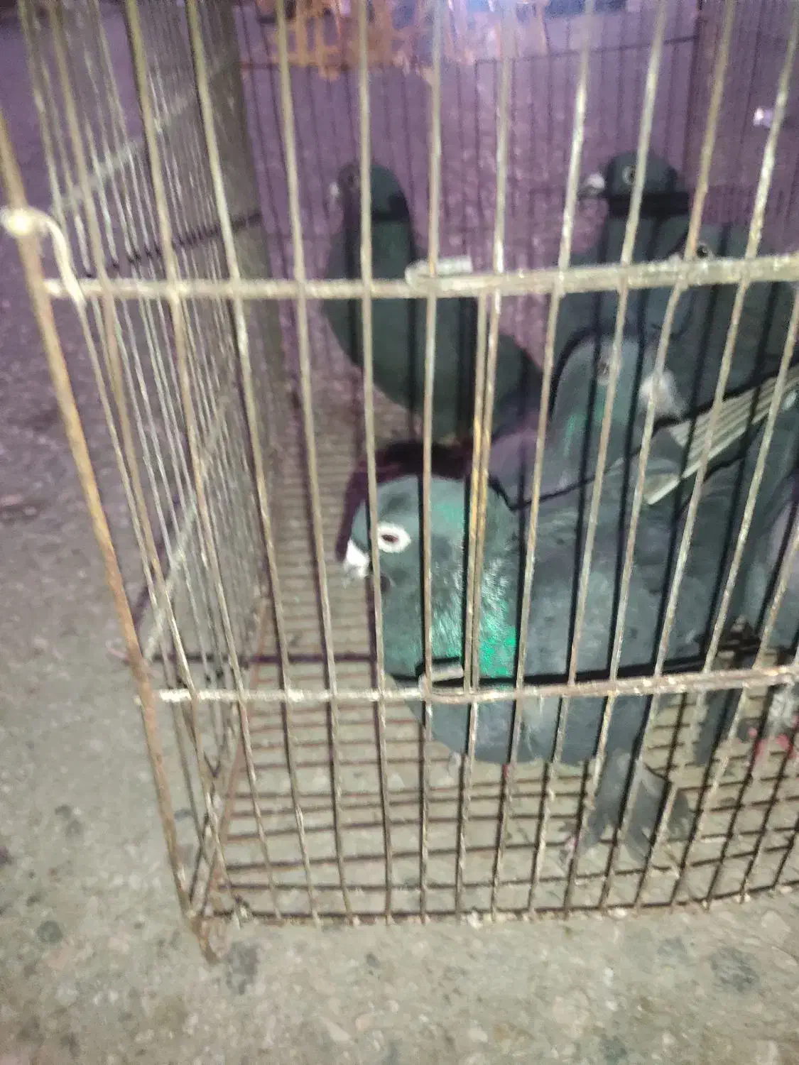 کبوتر زاغ|پرنده|رامیان, |دیوار