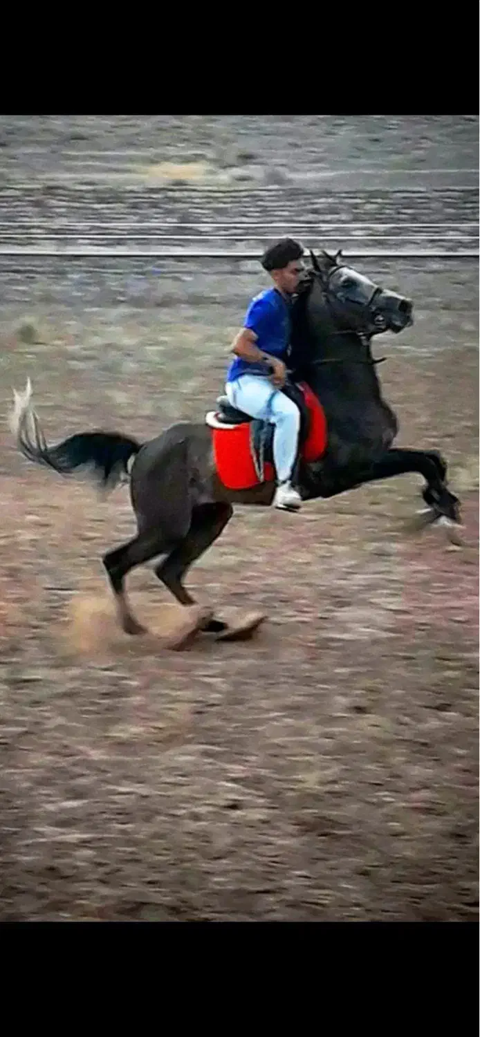 اسب نریون کره عقاب شریفی|اسب و تجهیزات اسب‌سواری|کرمان, |دیوار