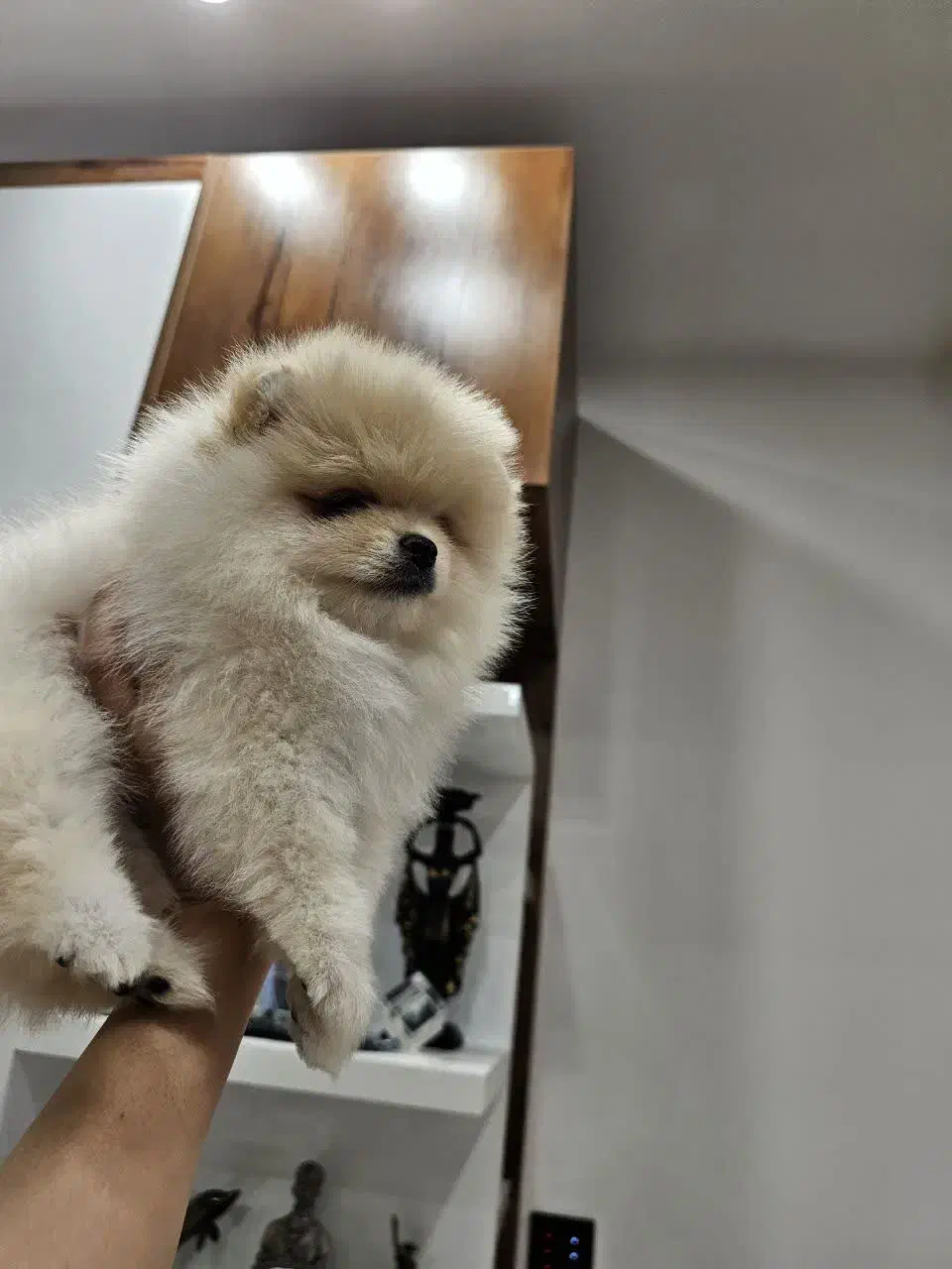 واگذاری سگ ژرمن گلدن پامر|سگ|ساری, |دیوار