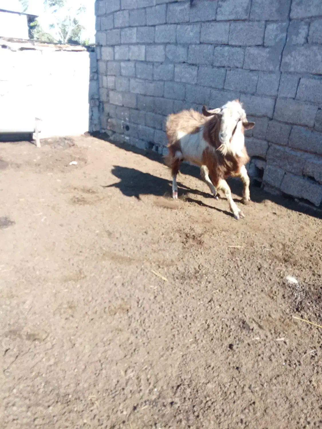 سلام دوستان تکه داشتی اگر کسی خواست در خدمتیم|حیوانات مزرعه|بهارستان, |دیوار