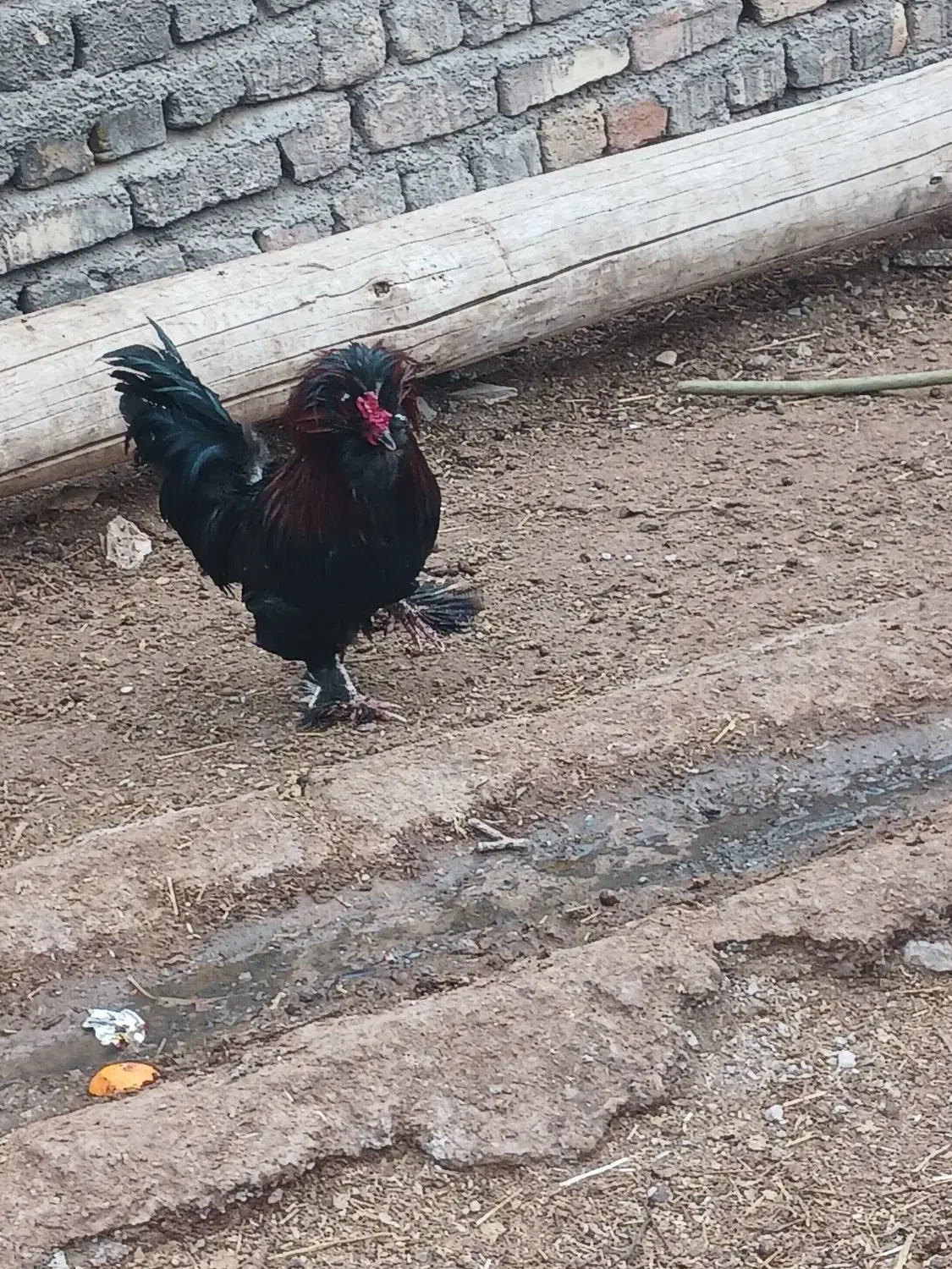 خروس|حیوانات مزرعه|بوئین زهرا, |دیوار