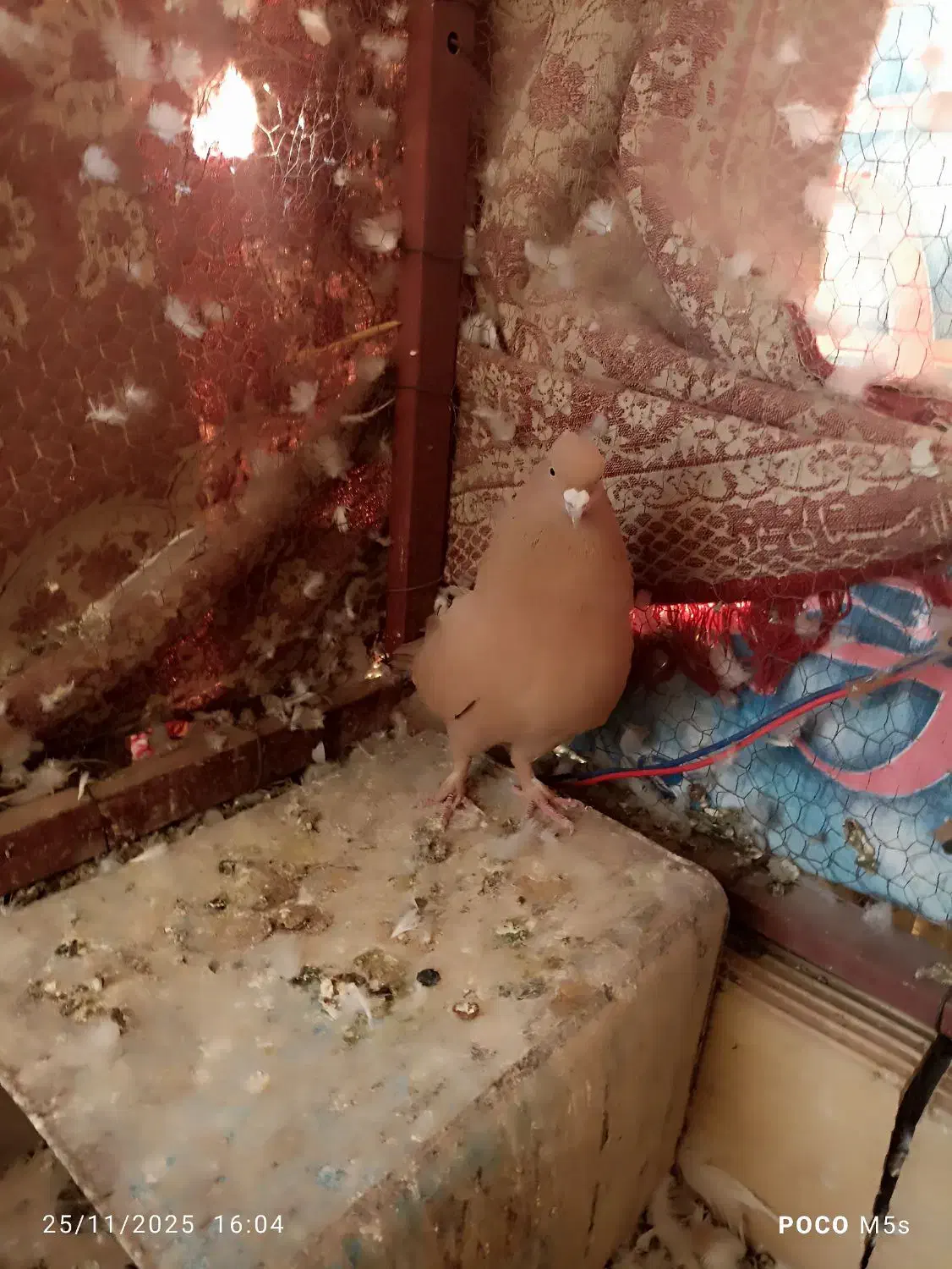 سه عدد کفتر دوکت زرد و گرگی|پرنده|اشکذر, |دیوار