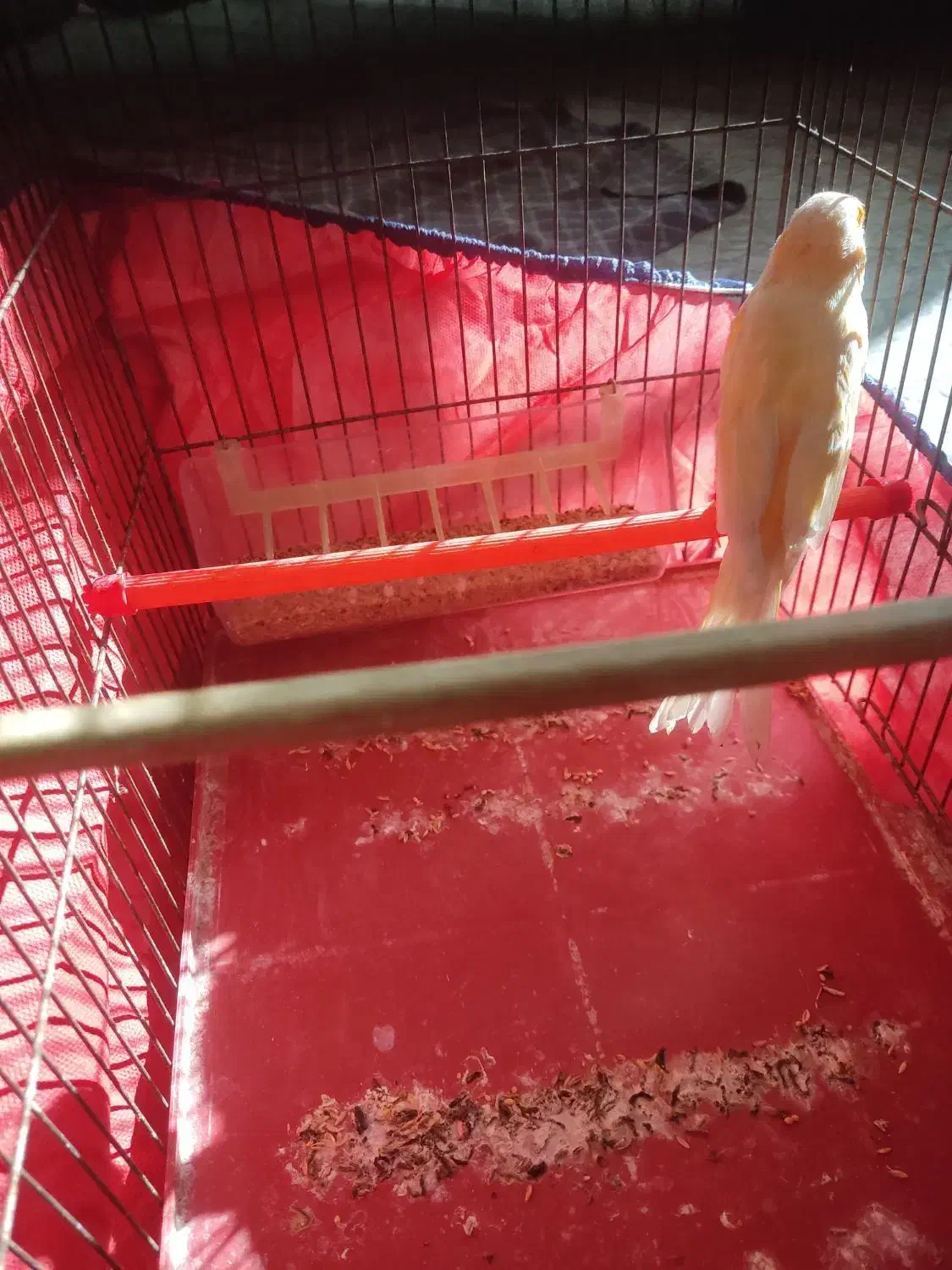 قناری کشیده بلند|پرنده|همدان, |دیوار