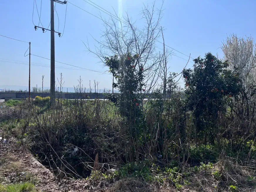 زمین|فروش زمین و ملک کلنگی|نکا, |دیوار