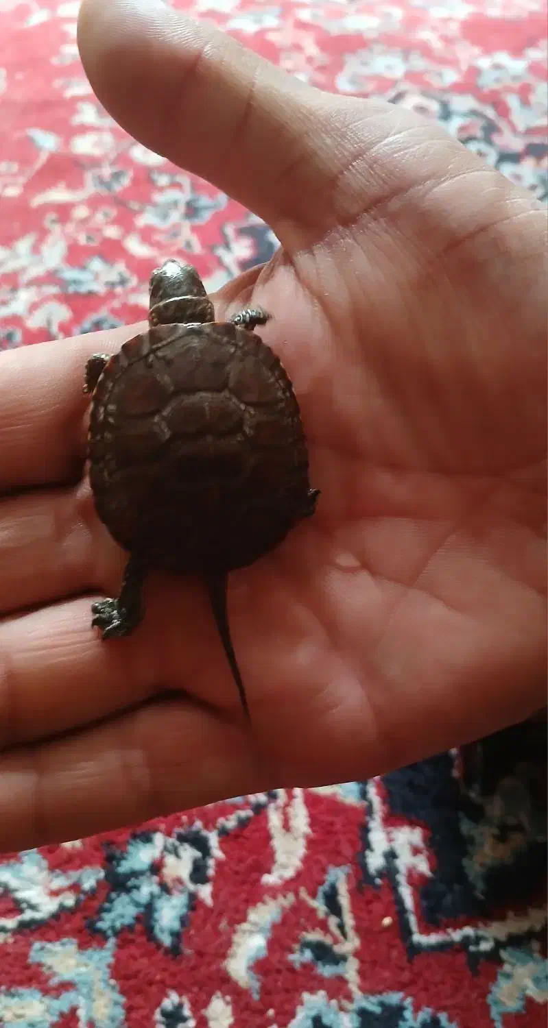 فروش ویژه|پرنده|تربت جام, جامی|دیوار