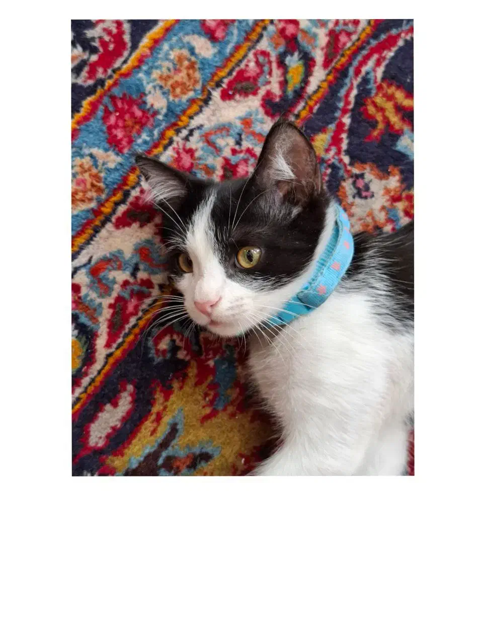 گربه گم شده|گربه|مشهد, جانباز|دیوار