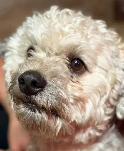 پیدا شده|حیوانات|شاهرود, |دیوار