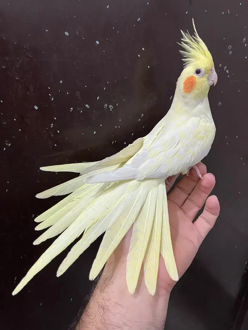 عروس هلندی لوتینو ماده لوتینو زعفرنی رام آلبینو|پرنده|تهران, شکوفه (عبدل آباد)|دیوار